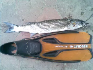 zgo kak vsegda