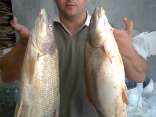 Барда, Карабахский канал.