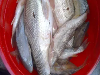 Барда, Карабахский канал.