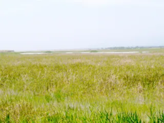 Шеки