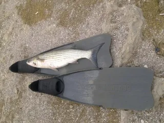 Туркяны