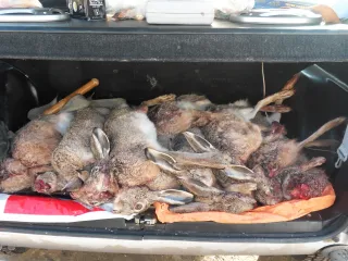 SALYANI