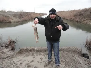 Сальяны