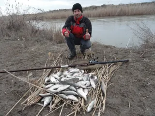 Вобла прет,не не прет валит....