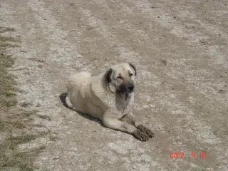 Попрошайка