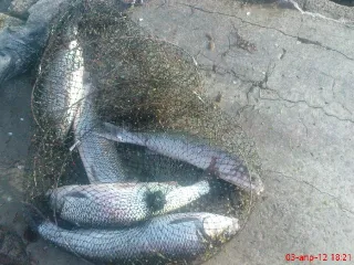 зиря