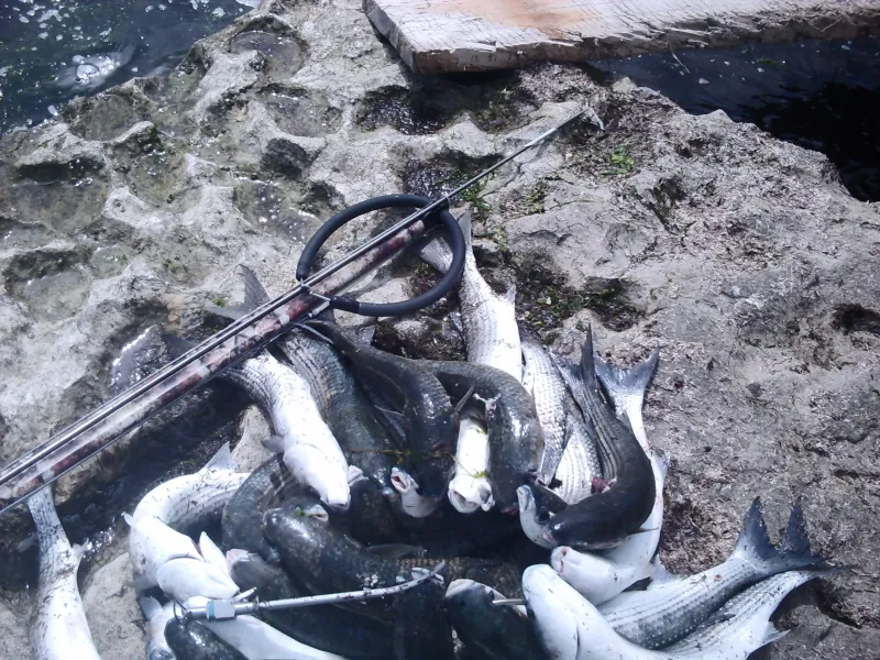 BAKU SPEARFISHING CLUB