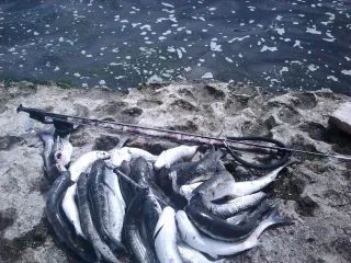 BAKU SPEARFISHING CLUB
