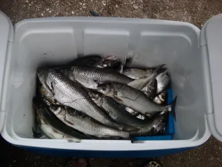 BAKU SPEARFISHING CLUB