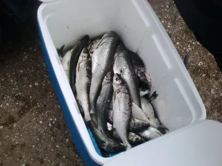 BAKU SPEARFISHING CLUB