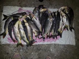 Bakuspearfishing.az