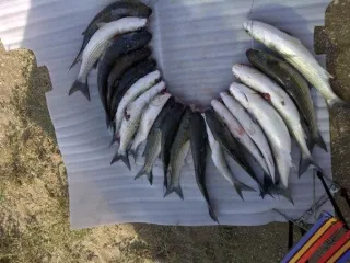 BAKU SPEARFISHING