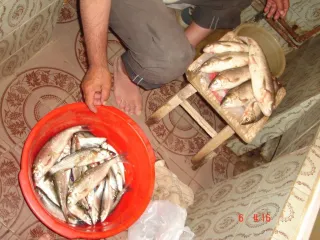 Рыбы с песчанного