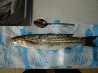 Кефаль