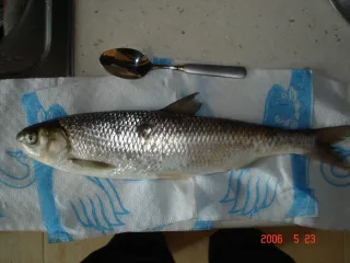 Кутум