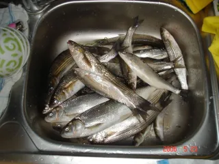 Рыбы с песчанного