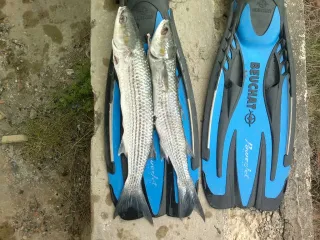 ЗГО