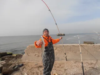 зиря