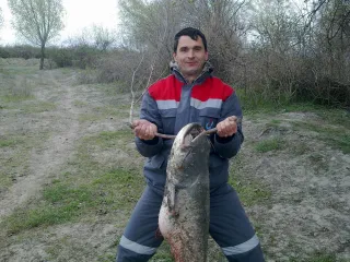 Кура
