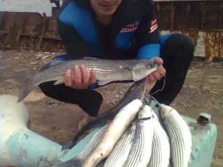 porom ZGO