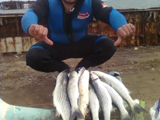 porom ZGO