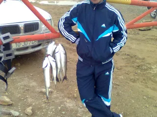 porom ZGO