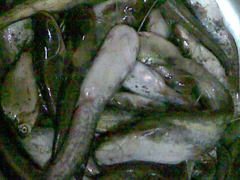 Моллакенд
