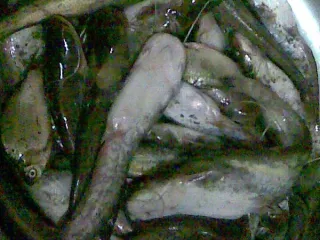Моллакенд