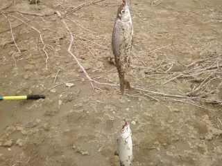 Дуплет вобла