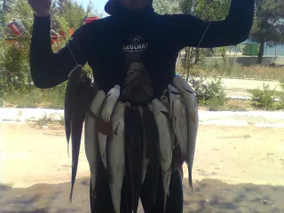 Primorski qaiti)))))))))