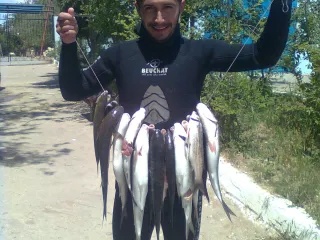 Primorski qaiti)))))))))