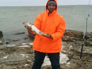зиря