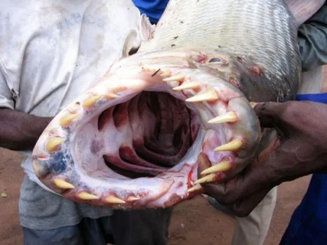 1. Goliath Tigerfish