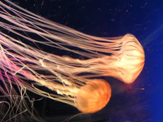 Медузы