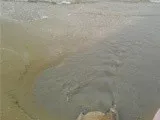 Канализация сливается в воды Шувелянского пляжа