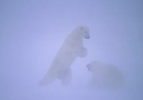 Полярные медведи