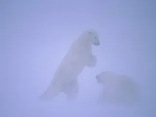 Полярные медведи