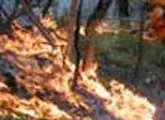 Вооруженные силы Армении вновь устроили поджоги на оккупированных территориях Азербайджана