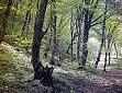 Дубовые деревья в оккупированном азербайджанском районе Лачын вырубаются и продаются Франции