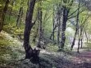 Дубовые деревья в оккупированном азербайджанском районе Лачын вырубаются и продаются Франции