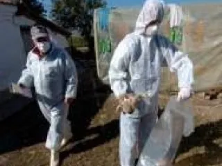 Обнародованы результаты 4-го в 2008 году мониторинга «птичьего гриппа»
