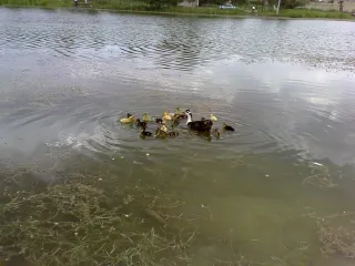 Озеро у села Чухурюрд
