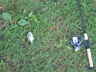 bluegill