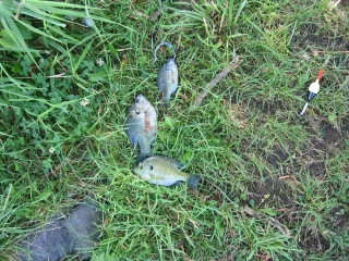 bluegill
