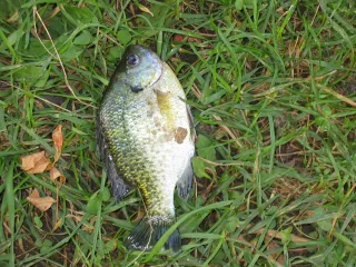 bluegill
