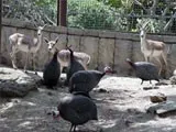 В Азербайджане будет создан зоологический парк