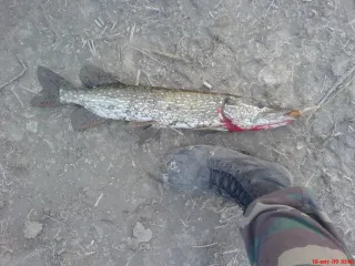 Зачётная щучка